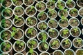 Tamarillo tomatoes tree seedlings sprout in plastic cups Royalty Free Stock Photo