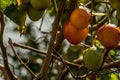 Tamarillo tree, Fresh fruit is known Tamarillo in the garden