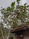 Tamarillo tree or terong belanda Royalty Free Stock Photo