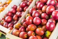 Tamarillo tree tomato exotic fruit at a street food market fair festival.