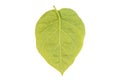 Tamarillo tree tomato leaf backside view on a white isolated background