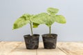 Tamarillo tree tomato seedlings closeup Royalty Free Stock Photo