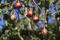 Tamarillo tree tomato in Taiwan