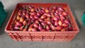 Tamarillo, tree tomatoes Cyphomandra betacea in a red plastic basket on a farmers market in Funchal, Madeira, Portugal