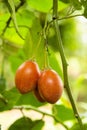Tamarillo tropical fruit on the tree - Solanum betaceum
