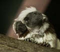 Tamarin Baby