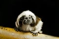 Tamarin Baby