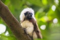 Tamarin cotton top monkey sitting in a tree Royalty Free Stock Photo