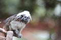 Tamarin monkey perched on a branch Royalty Free Stock Photo