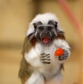 Tamarin Monkey Portrait Royalty Free Stock Photo