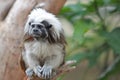 Tamarin monkey sitting on a branch Royalty Free Stock Photo