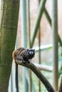 Tamarin monkey sitting on the branch, tree background Royalty Free Stock Photo