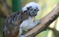 Tamarin Monkey