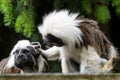 Tamarin Saguinus oedipus little monkeys