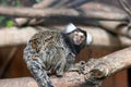 Tamarin on tree branch Royalty Free Stock Photo