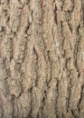 Tamarind bark