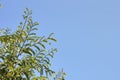 Tamarind Feather Leaves Branches in Tropical Clear Sky View Background Royalty Free Stock Photo