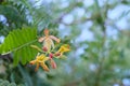 Tamarind flower