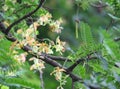 Tamarind flower