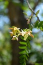 Tamarind flower