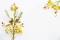 Tamarind flower herbal plant local flora of asia in spring season arrangement flat lay postcard style