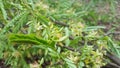 Tamarind flower with its green leave Royalty Free Stock Photo