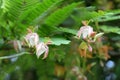 Tamarind flower