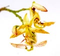 Tamarind flower