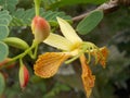 Tamarind flower