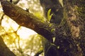 Tamarind forest in the rainy season Royalty Free Stock Photo