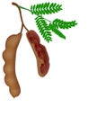 Tamarind fruit on a branch with leaves on a white background.
