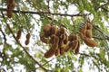 tamarind fruit hanged on its own tree also known as Imlee, Imli, Tamarin, Tamarindo, Tamarindus indica,Tintiri