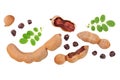 Tamarind fruit with leaf and seed isolated on white background with copy space for your text. Top view. Flat lay Royalty Free Stock Photo