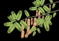 tamarind fruit tree with brown and green leaves.