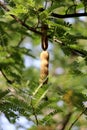 Tamarind Fruits are Hanging on the Tree