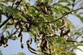 Tamarind Fruits are Hanging on the Tree