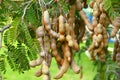 Tamarind tree with fruit in tepoztlan, morelos I