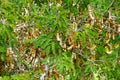 Tamarind tree with fruit in tepoztlan, morelos II