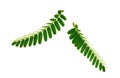 Tamarind leaves isolated on a white background. Clipping path