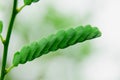 Tamarind leaves Royalty Free Stock Photo