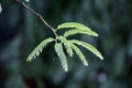 Tamarind Leaves in Rain Time