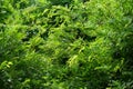 Tamarind leaves on tree background