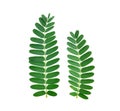 Tamarind leaves on white background