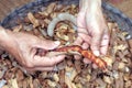 Tamarind peel in hand, organic tamarind nature, tamarind heap