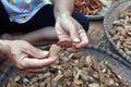 Tamarind peel in hand, organic tamarind nature, tamarind heap