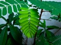 Tamarind plant leaves