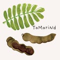 Tamarind pod fruit watercolor illustration set. Painterly watercolor texture and ink drawing elements. Hand drawn and