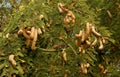 Tamarind Pods hanging in the tree.