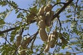 Tamarind pods on plant