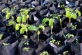 Tamarind saplings of young plants in a bag black, plantation farming of tamarind selective focus Royalty Free Stock Photo